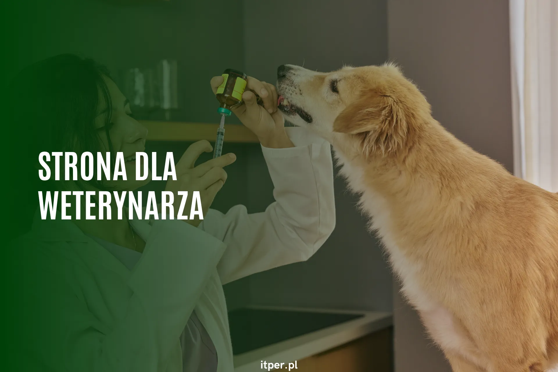 Strona dla weterynarza – co musi mieć strona kliniki weterynaryjnej
